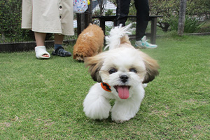 ドックランで遊ぶ犬
