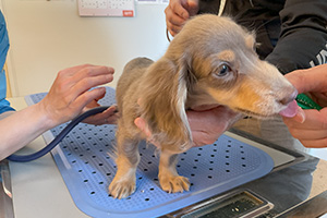 ドックランで遊ぶ犬