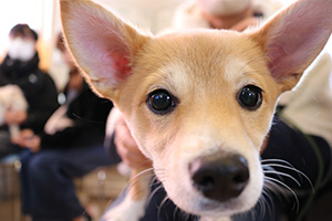 ドックランで遊ぶ犬